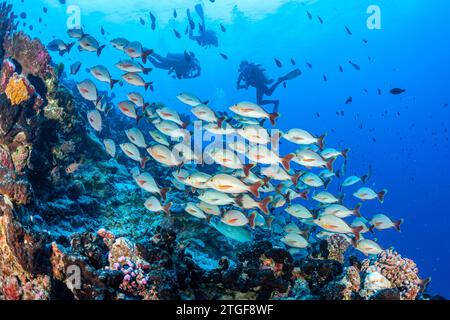 Französisch-Polynesien, Rangiroa, Schule für Rotschnapper (Lutjanus gibbus) Stockfoto