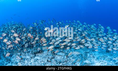 Französisch-Polynesien, Rangiroa, Schule für Rotschnapper (Lutjanus gibbus) Stockfoto