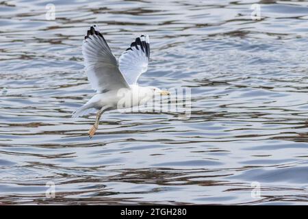 Eine große weiße Kaspische Möwe mit gelbem Schnabel, die über den Fluss fliegt. Winterzeit in der tschechischen Hauptstadt Prag. Stockfoto