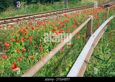 Rote Mohnblumen zwischen Eisenbahngleis und Leitplanke Stockfoto