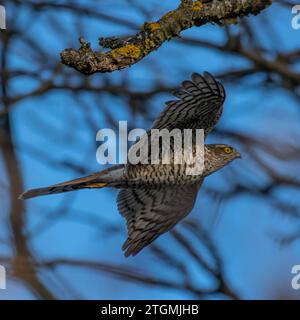 Eurasischen Sperber Stockfoto