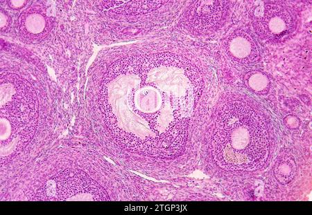Katzenovari mit Graaf-Folikel. Photomikrograph. Stockfoto