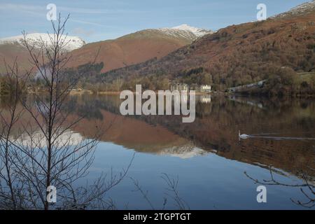 Ein Schwan durchbricht die stillen Gewässer von Grasmere im Lake District Stockfoto