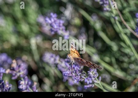Wunderschöne violette Lavendelblumen im Garten an einer späten Abendsonne mit weißem Schmetterling Stockfoto