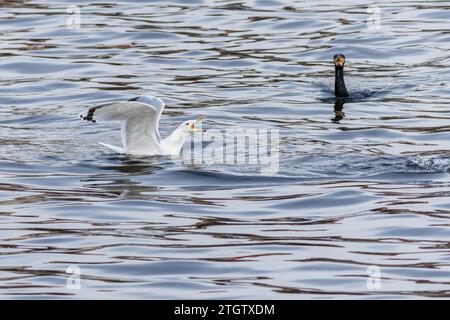 Eine schreiende große weiße kaspische Möwe, die in der Nähe des schwarzen Kormorans schwimmt. Eine Winterzeit am Fluss. Stockfoto