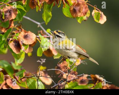 Ein gemeiner Firecrest, der auf einem Busch sitzt, sonniger Herbsttag in Cres (Kroatien) Stockfoto