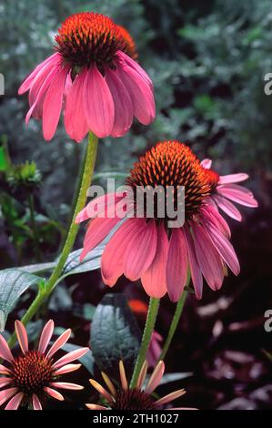 Schmalblättriger violetter Coneflower (Echinacea angustifolia), Asteraceae. Mehrjährig Stockfoto