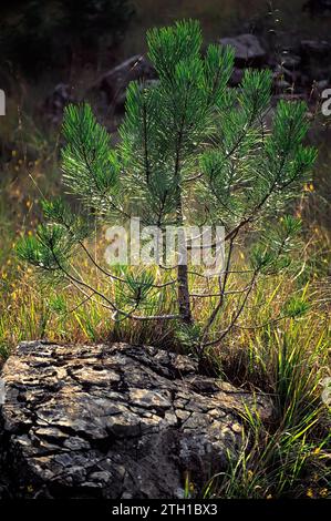 Junge Kiefernpflanze (Pinus pinea). Renovierung der Kiefer in der Natur. Toskana, Italien. Stockfoto