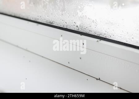 Nahaufnahme vieler Mücken und Wassertröpfchen Kondensation auf weißem Metall-Kunststoff-Fenster und Fensterbank im Innenbereich. Probleme mit Schädlingen und h Stockfoto