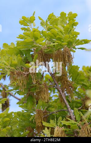 Flaumeiche, Flaum-Eiche, Blüten, Blütenkätzchen, Eiche, Quercus pubescens, Quercus lanuginosa, Flaumeneiche, pubertierende Eiche, italienische Eiche, Le Chêne pubesce Stockfoto