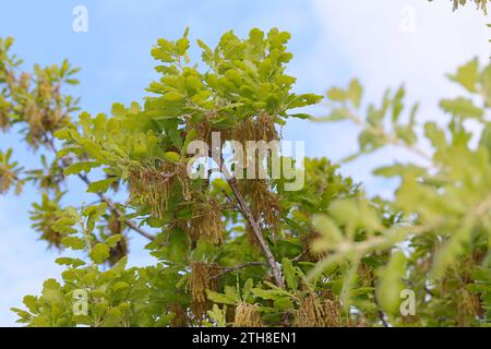 Flaumeiche, Flaum-Eiche, Blüten, Blütenkätzchen, Eiche, Quercus pubescens, Quercus lanuginosa, Flaumeneiche, pubertierende Eiche, italienische Eiche, Le Chêne pubesce Stockfoto