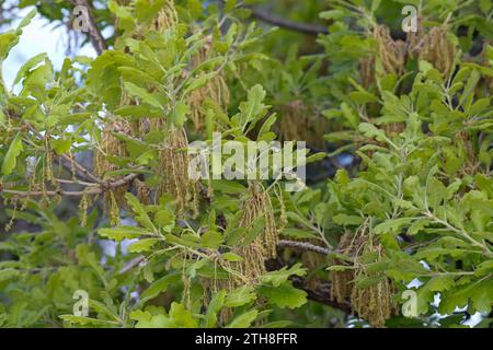 Flaumeiche, Flaum-Eiche, Blüten, Blütenkätzchen, Eiche, Quercus pubescens, Quercus lanuginosa, Flaumeneiche, pubertierende Eiche, italienische Eiche, Le Chêne pubesce Stockfoto