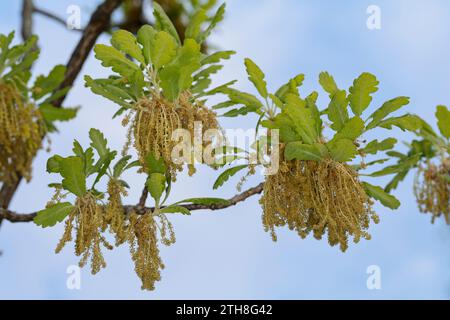 Flaumeiche, Flaum-Eiche, Blüten, Blütenkätzchen, Eiche, Quercus pubescens, Quercus lanuginosa, Flaumeneiche, pubertierende Eiche, italienische Eiche, Le Chêne pubesce Stockfoto