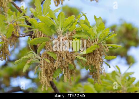 Flaumeiche, Flaum-Eiche, Blüten, Blütenkätzchen, Eiche, Quercus pubescens, Quercus lanuginosa, Flaumeneiche, pubertierende Eiche, italienische Eiche, Le Chêne pubesce Stockfoto