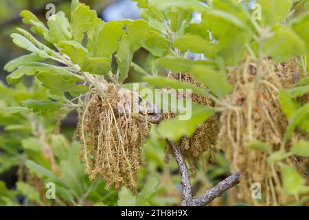 Flaumeiche, Flaum-Eiche, Blüten, Blütenkätzchen, Eiche, Quercus pubescens, Quercus lanuginosa, Flaumeneiche, pubertierende Eiche, italienische Eiche, Le Chêne pubesce Stockfoto