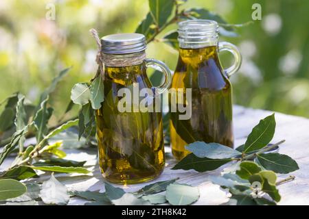 Lorbeer-Öl, Lorbeer-Oel, Lorbeeröl, Lorbeerblätter werden in Olivenöl ausgezogen, Lorbeerbaum, Lorbeer-Baum, echter Lorbeer, Edel-Lorbeer, Edler Lorbe Stockfoto