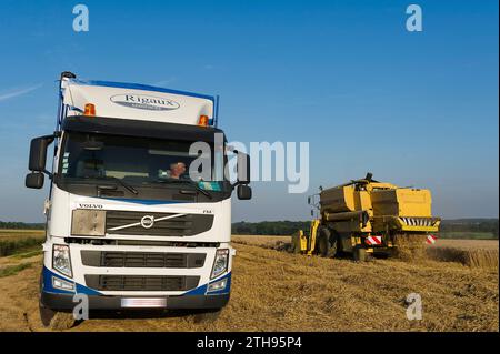 Die Bauern nutzen einige Tage ohne Regen, um ihre Felder zu ernten. Das Saatgut wird direkt in einen Lkw gegossen. Der Mähdrescher stellt einen Prozess sicher Stockfoto