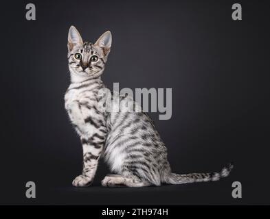 Silver F6 Savannah Katzenkätzchen, seitlich sitzend. Blick auf die Kamera. Isoliert auf schwarzem Hintergrund. Stockfoto