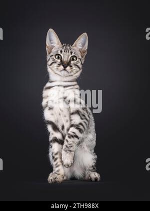 Silver F6 Savannah Katzenkätzchen, sitzend nach vorne. Blick auf die Kamera. Isoliert auf schwarzem Hintergrund. Stockfoto