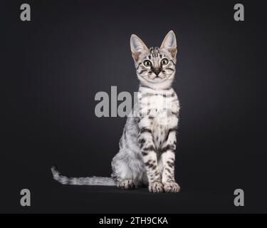 Silver F6 Savannah Katzenkätzchen, sitzend nach vorne. Blick auf die Kamera. Isoliert auf schwarzem Hintergrund. Stockfoto
