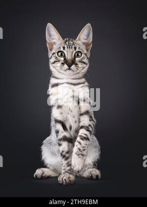 Silver F6 Savannah Katzenkätzchen, sitzend nach vorne. Blick auf die Kamera. Isoliert auf schwarzem Hintergrund. Stockfoto