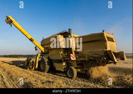 Die Bauern nutzen einige Tage ohne Regen, um ihre Felder zu ernten. Das Saatgut wird direkt in einen Lkw gegossen. Der Mähdrescher stellt einen Prozess sicher Stockfoto