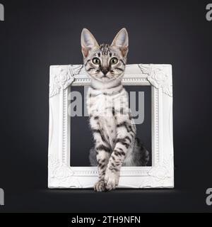 Silver F6 Savannah Katzenkätzchen, sitzend durch weißen Bilderrahmen. Blick auf die Kamera. Isoliert auf schwarzem Hintergrund. Stockfoto