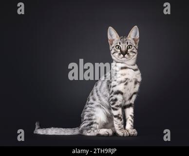 Silver F6 Savannah Katzenkätzchen, sitzend nach vorne. Blick auf die Kamera. Isoliert auf schwarzem Hintergrund. Stockfoto
