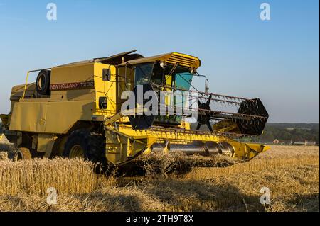 Die Bauern nutzen einige Tage ohne Regen, um ihre Felder zu ernten. Das Saatgut wird direkt in einen Lkw gegossen. Der Mähdrescher stellt einen Prozess sicher Stockfoto