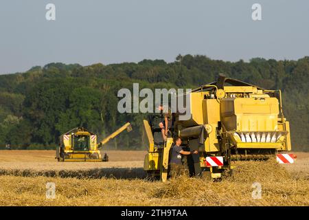 Die Bauern nutzen einige Tage ohne Regen, um ihre Felder zu ernten. Das Saatgut wird direkt in einen Lkw gegossen. Der Mähdrescher stellt einen Prozess sicher Stockfoto