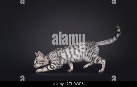 Silver F6 Savannah Katzenkätzchen, die seitlich laufen. Von der Kamera wegschauen. Isoliert auf schwarzem Hintergrund. Stockfoto