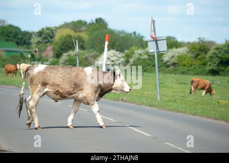 Dorney, Großbritannien. Mai 2023. Rinder auf Dorney Common in Buckinghamshire. Dorney Common ist ein gewöhnliches Land und Vieh weidet seit über tausend Jahren frei über Felder und Straßen. Kredit: Maureen McLean/Alamy Stockfoto