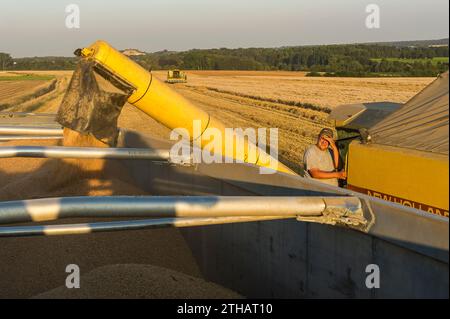 Die Bauern nutzen einige Tage ohne Regen, um ihre Felder zu ernten. Das Saatgut wird direkt in einen Lkw gegossen. Der Mähdrescher stellt einen Prozess sicher Stockfoto