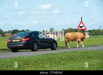 Dorney, Großbritannien. Mai 2023. Rinder auf Dorney Common in Buckinghamshire. Dorney Common ist ein gewöhnliches Land und Vieh weidet seit über tausend Jahren frei über Felder und Straßen. Kredit: Maureen McLean/Alamy Stockfoto