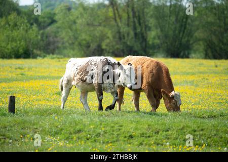 Dorney, Großbritannien. Mai 2023. Rinder auf Dorney Common in Buckinghamshire. Dorney Common ist ein gewöhnliches Land und Vieh weidet seit über tausend Jahren frei über Felder und Straßen. Kredit: Maureen McLean/Alamy Stockfoto