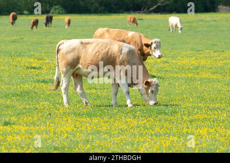 Dorney, Großbritannien. Mai 2023. Rinder auf Dorney Common in Buckinghamshire. Dorney Common ist ein gewöhnliches Land und Vieh weidet seit über tausend Jahren frei über Felder und Straßen. Kredit: Maureen McLean/Alamy Stockfoto