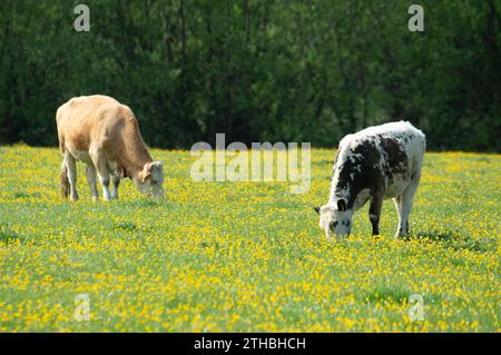 Dorney, Großbritannien. Mai 2023. Rinder auf Dorney Common in Buckinghamshire. Dorney Common ist ein gewöhnliches Land und Vieh weidet seit über tausend Jahren frei über Felder und Straßen. Kredit: Maureen McLean/Alamy Stockfoto