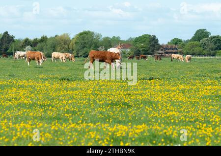 Dorney, Großbritannien. Mai 2023. Rinder auf Dorney Common in Buckinghamshire. Dorney Common ist ein gewöhnliches Land und Vieh weidet seit über tausend Jahren frei über Felder und Straßen. Kredit: Maureen McLean/Alamy Stockfoto