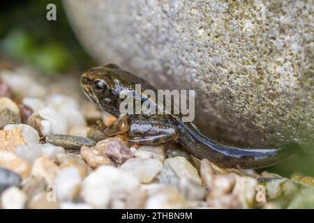 Seitenansicht eines Frösches (Rana temporaria) mit Schwanz aus dem Wasser, England Stockfoto