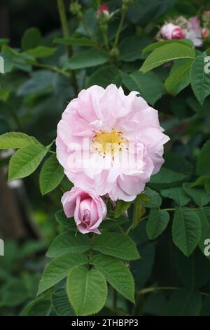 Rosa "Scarborough Fair". Semi-doppelte Englische Rose. Stockfoto