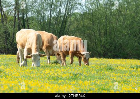 Dorney, Großbritannien. Mai 2023. Rinder auf Dorney Common in Buckinghamshire. Dorney Common ist ein gewöhnliches Land und Vieh weidet seit über tausend Jahren frei über Felder und Straßen. Kredit: Maureen McLean/Alamy Stockfoto