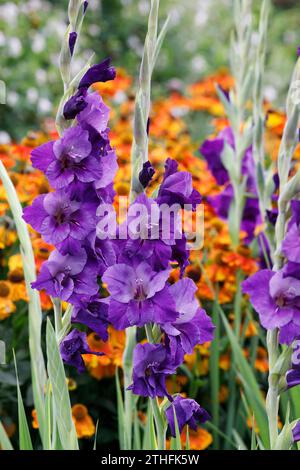 Gladiolus-Blumenstachel. Violette Gladioli. Stockfoto