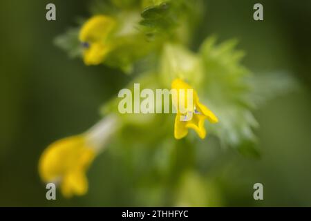 Nahaufnahme der Blume der gelben Rassel, Rhinantus alectorolophus, England, Großbritannien Stockfoto