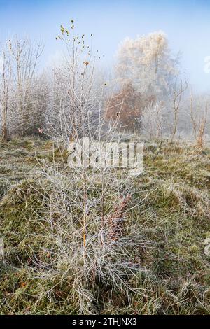 Raureif nach einem rückläufigen Nebel im Rudge Hill Nature Reserve (Scottsquar Hill), Edge Common, Edge, Gloucestershire, England Großbritannien Stockfoto