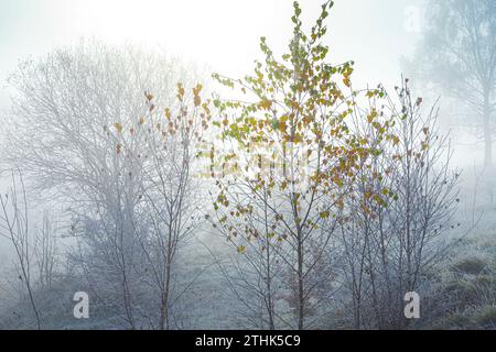 Der letzte Herbst bläst auf einem Birkenschössling und Raureif nach einem rückläufigen Nebel im Rudge Hill Nature Reserve (Scottsquar Hill), Edge Common, Edge UK Stockfoto