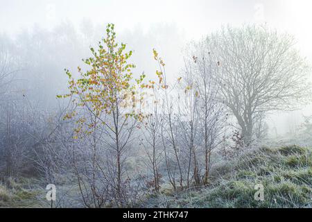 Der letzte Herbst bläst auf einem Birkenschössling und Raureif nach einem rückläufigen Nebel im Rudge Hill Nature Reserve (Scottsquar Hill), Edge Common, Edge UK Stockfoto