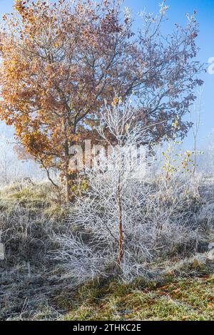 Raureif nach einem rückläufigen Nebel im Rudge Hill Nature Reserve (Scottsquar Hill), Edge Common, Edge, Gloucestershire, England Großbritannien Stockfoto