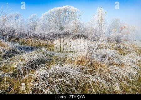 Raureif nach einem rückläufigen Nebel im Rudge Hill Nature Reserve (Scottsquar Hill), Edge Common, Edge, Gloucestershire, England Großbritannien Stockfoto