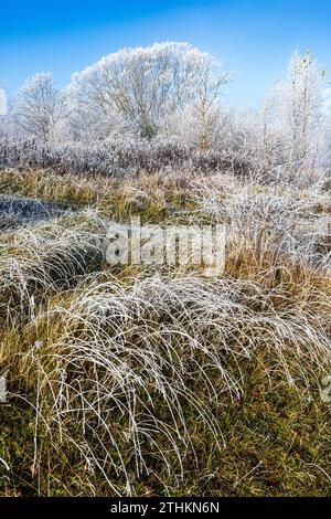 Raureif nach einem rückläufigen Nebel im Rudge Hill Nature Reserve (Scottsquar Hill), Edge Common, Edge, Gloucestershire, England Großbritannien Stockfoto