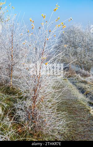 Der letzte Herbst bläst auf einem Birkenschössling und Raureif nach einem rückläufigen Nebel im Rudge Hill Nature Reserve (Scottsquar Hill), Edge Common, Edge UK Stockfoto